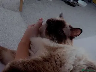 Ragdoll cats 3 year old spay female ragdoll - Advert 1