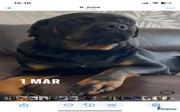 Rottweiler dogs for sale: Beautiful litter of 6 boys - Image 21