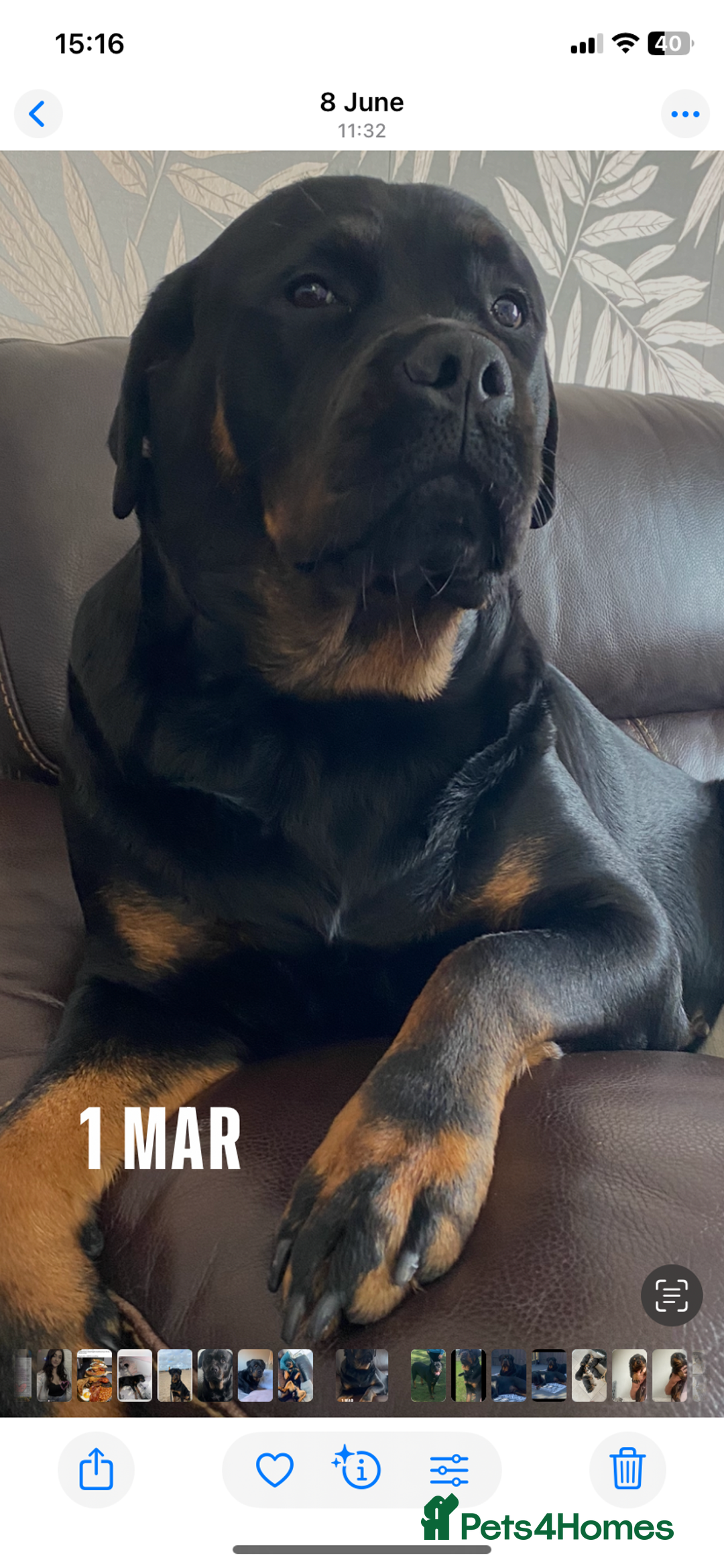 Rottweiler dogs for sale: Beautiful litter of 6 boys - Image 21