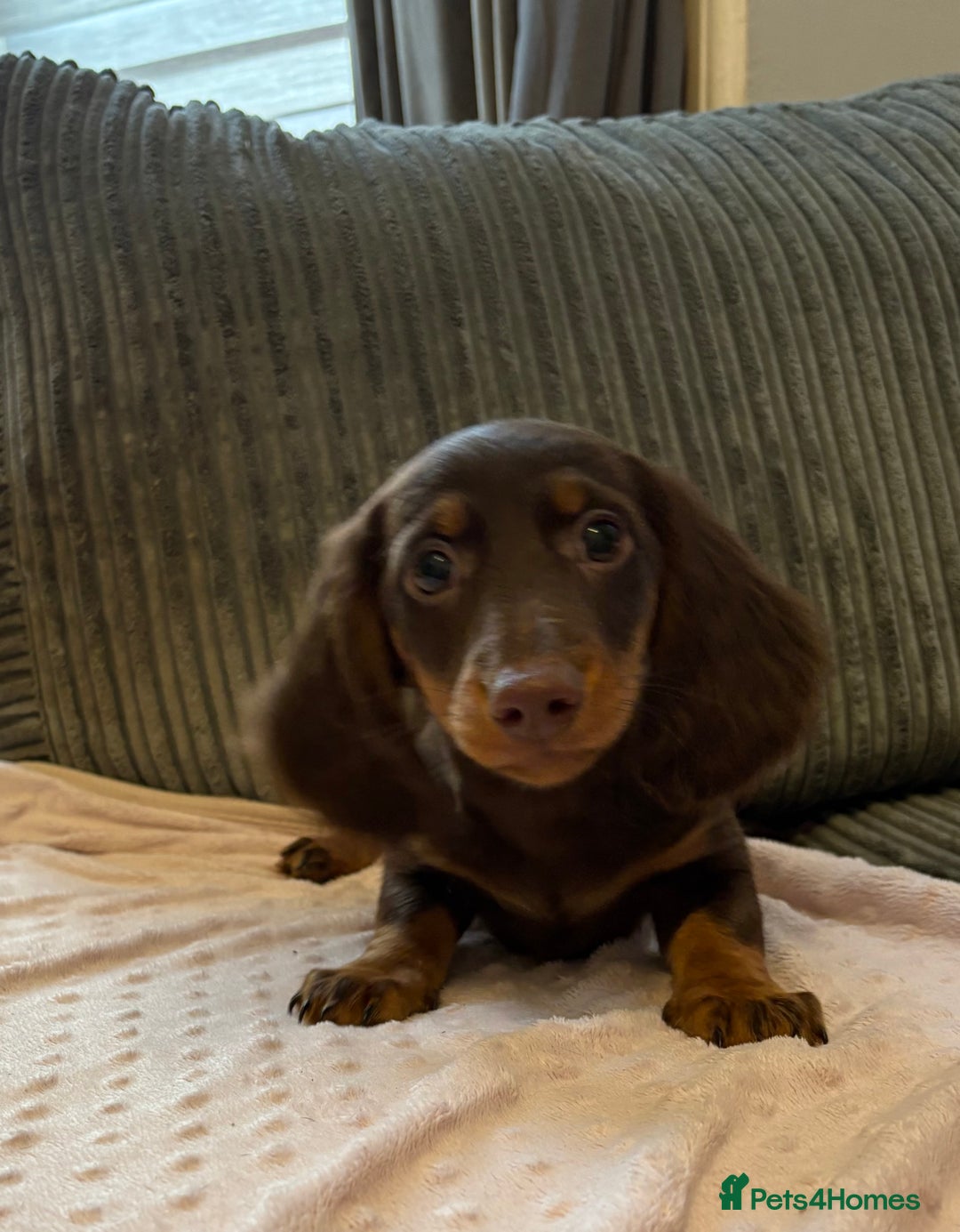 Miniature Dachshund dogs for sale: Beautiful Miniatire Dachshunds  - Advert 9