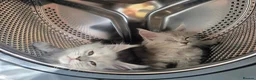 Maine Coon cats for sale: 🐾 Maine Coon Kittens Looking for Loving Homes 🐾 - Advert 21
