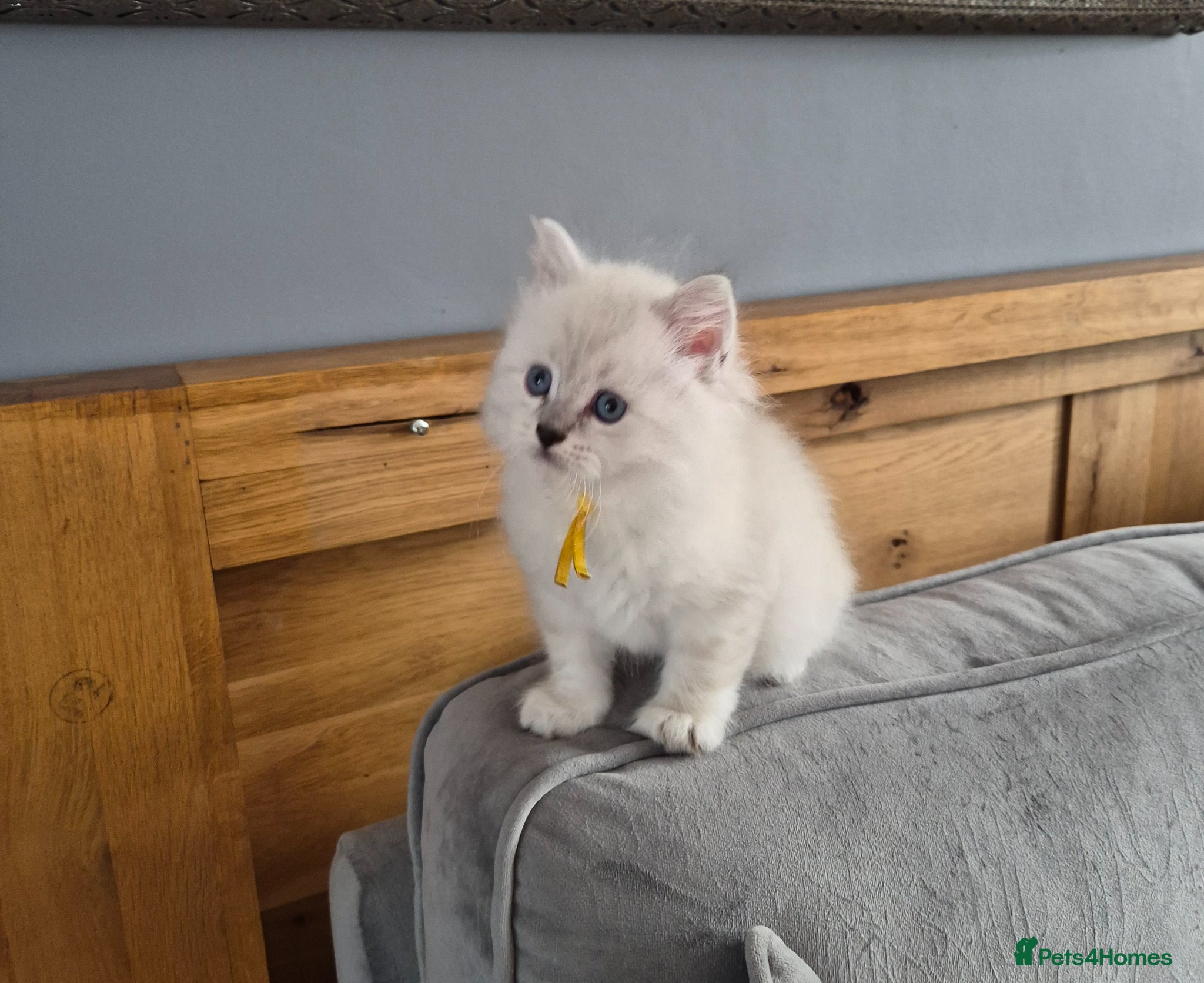 Siberian cats 1 Stunning Siberian boy ( registered) - Advert 5