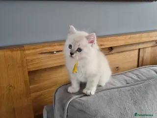 Siberian cats 1 Stunning Siberian boy ( registered) - Advert 5