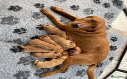 Labrador Retriever dogs for sale: Fox Red Labrador Pups For Sale - Image 7