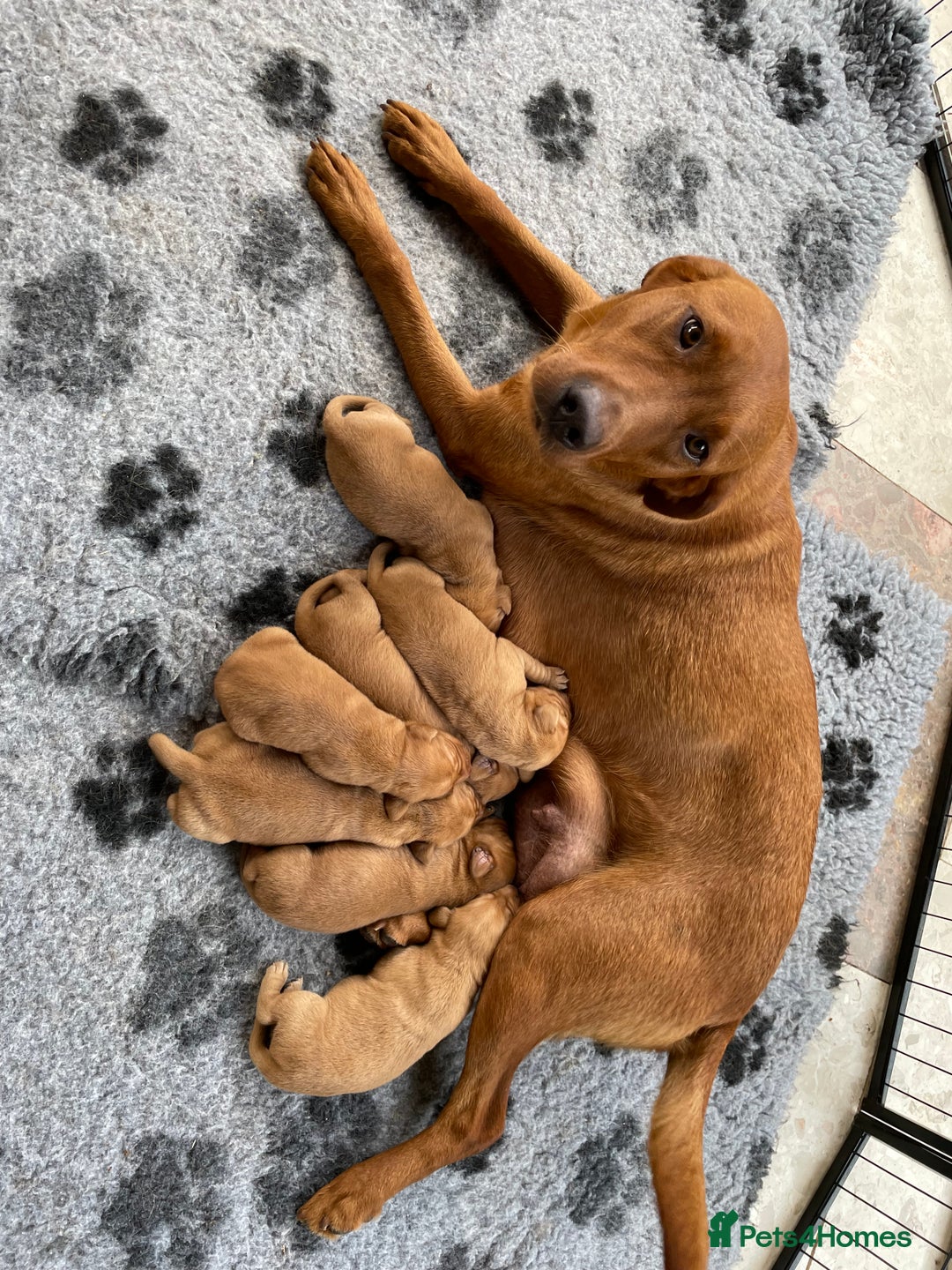 Labrador Retriever dogs for sale: Fox Red Labrador Pups For Sale - Image 7