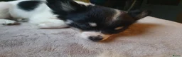 Chihuahua dogs for sale: Longcoat tri colour in Bolton - Advert 5