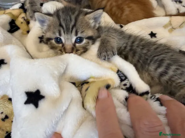 Mixed Breed cats Kittens mixed - Advert 5