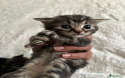 Maine Coon cats for sale: Adorable Kittens  - Image 25