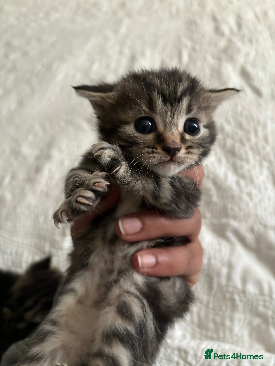 Maine Coon cats for sale: Adorable Kittens  - Image 25