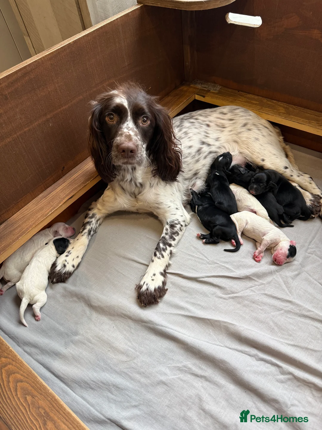 Sprocker dogs for sale: Sprocker pups looking for their forever home 🐶💕 - Advert 3