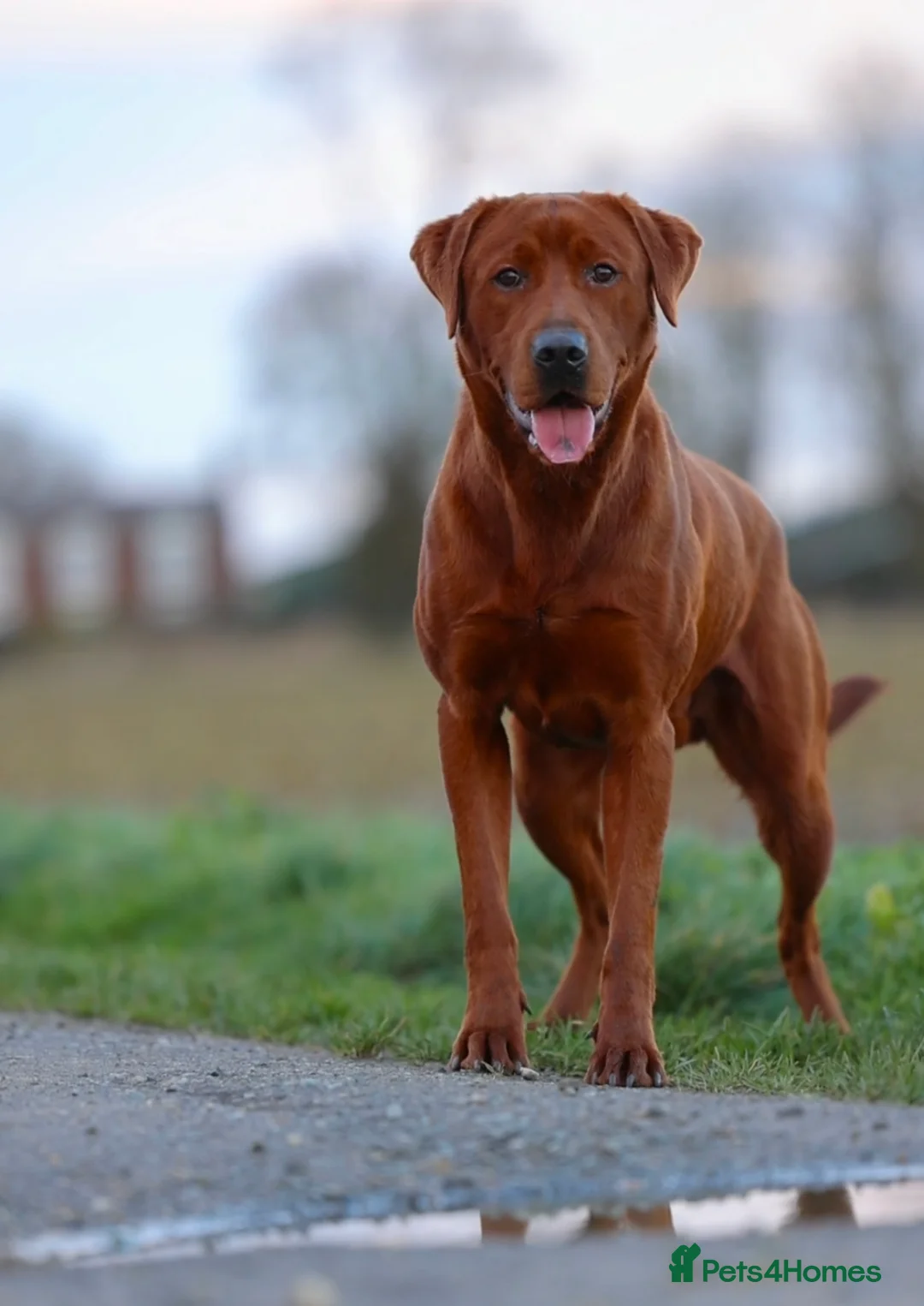 Labrador Retriever dogs for stud: AGLABS ICON - HEALTH TESTED DARKEST FOX RED in Grantham - Advert 24