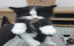 Mixed Breed cats for sale: Maincoon/ragdoll&Siberian kittens [price varies] - Image 4