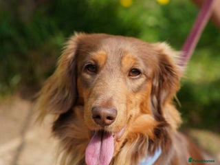 Miniature Dachshund dogs - Advert 3