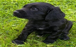 Cocker Spaniel dogs for sale: WORKING COCKER SPANIELS - Image 2