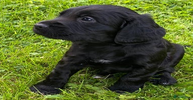 Cocker Spaniel dogs - Advert 5