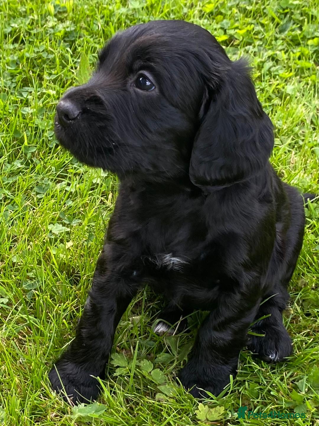 Cocker Spaniel dogs for sale: WORKING COCKER SPANIELS - Image 2