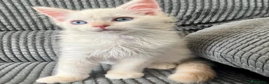 Cream flamepoint boy