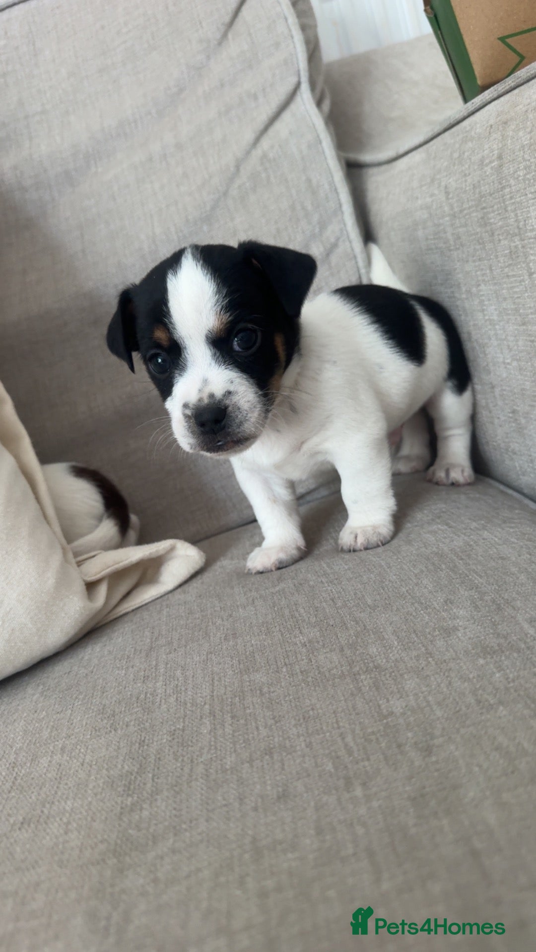 Jack Russell dogs Jack Russel.. Ready 26th sept! 1 BOY LEFT! - Advert 4