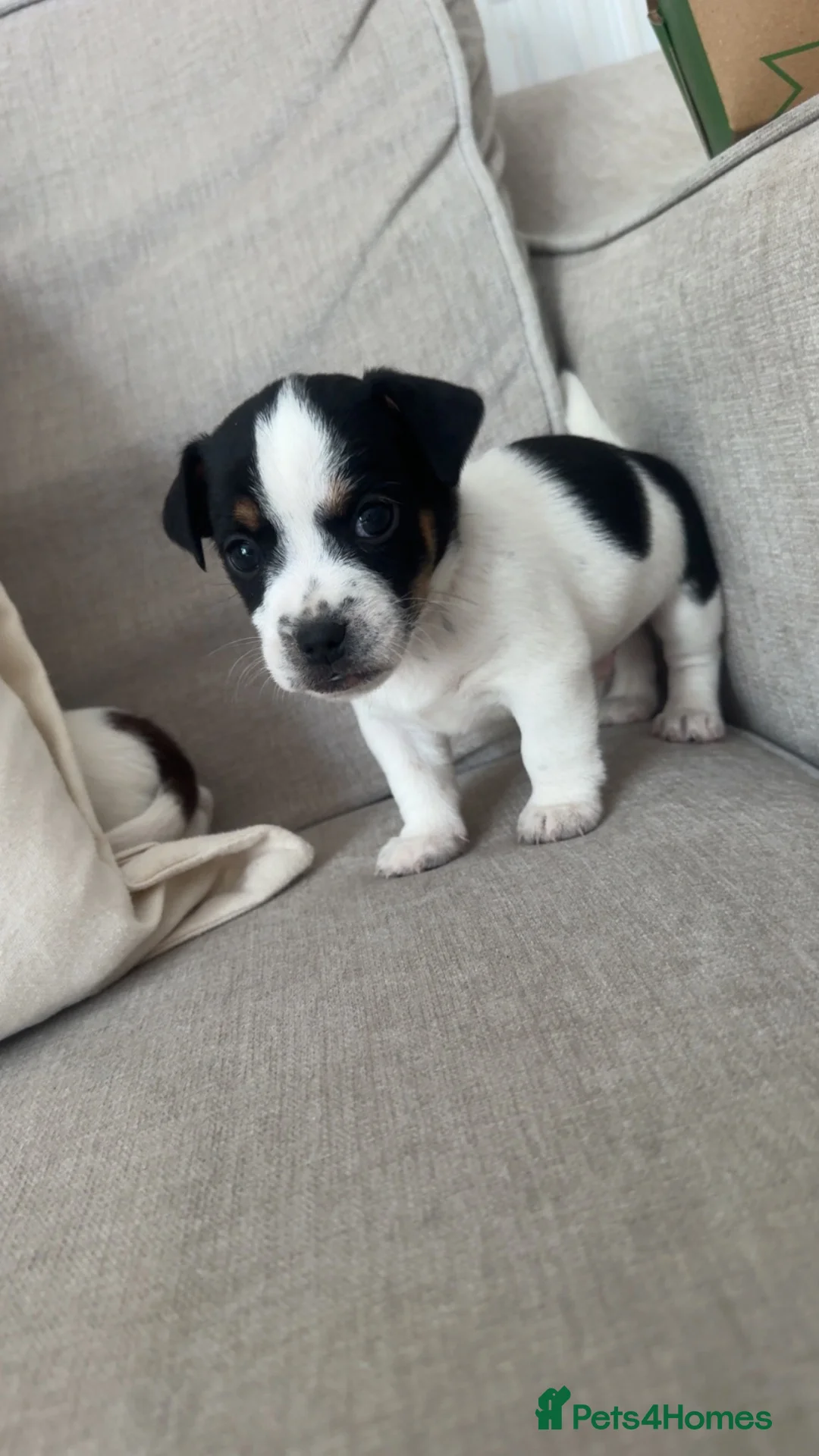 Jack Russell dogs for sale: Jack Russel.. Ready NOW 1 boy left! - Advert 1