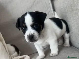 Jack Russell dogs Jack Russel.. Ready 26th sept! 1 BOY LEFT! - Advert 4
