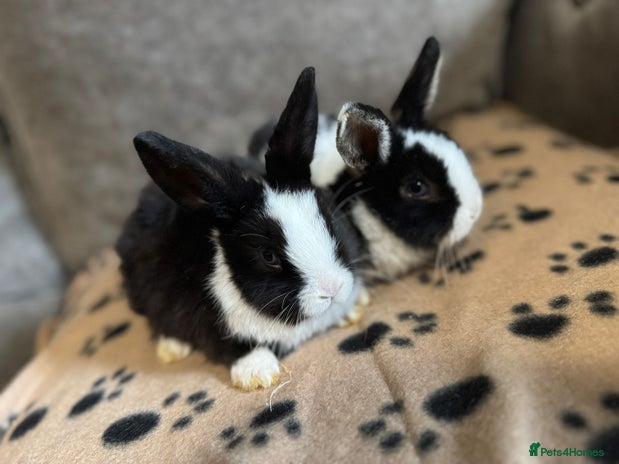Mini Lop rabbits - Advert 6
