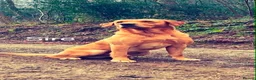 Labrador Retriever dogs for sale: KC Registered Red Fox Labrador Puppies - Advert 16