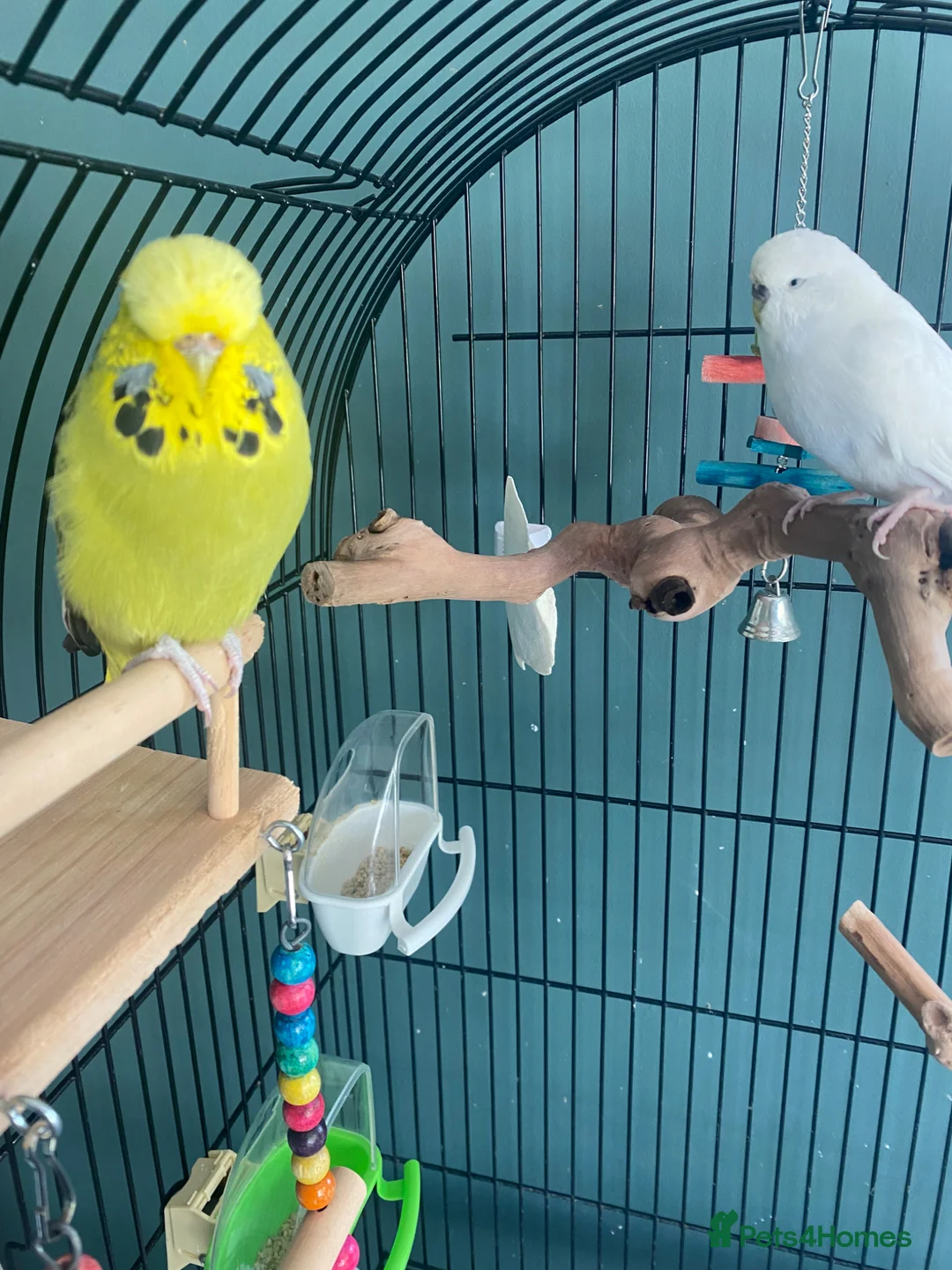 Budgerigars birds for sale: 2 Female Budgies  in Camberley - Advert 1
