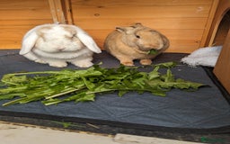 Angora rabbits for sale: Bonded Pair of Rabbits Looking for Forever Home - Image 4