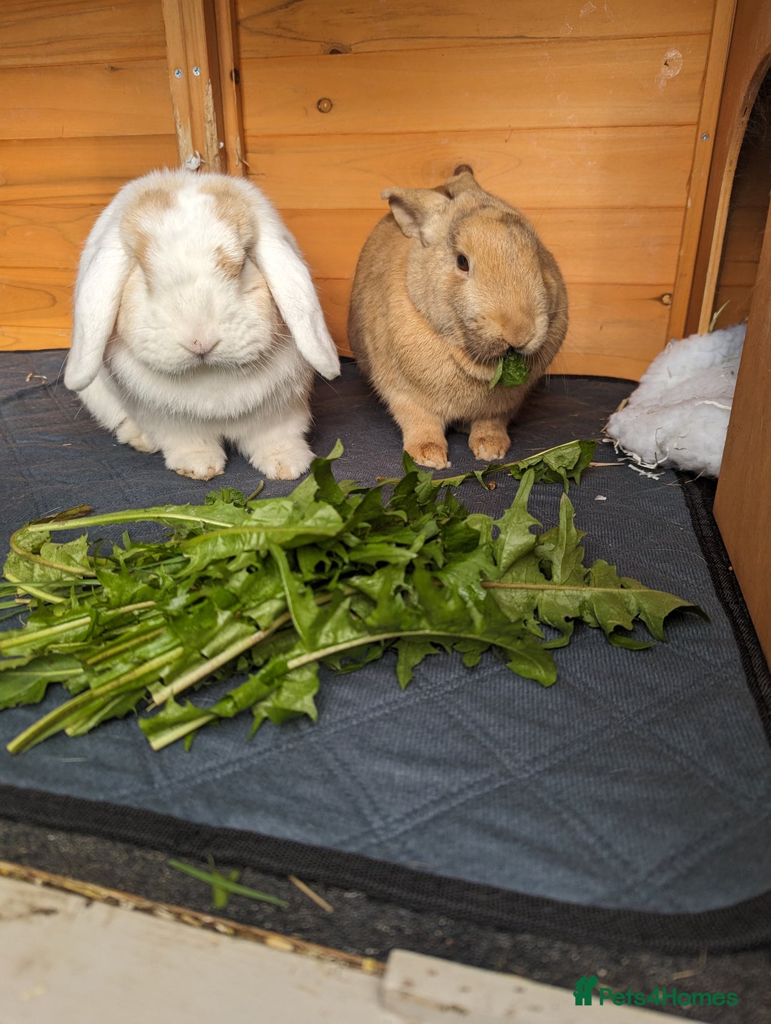 Angora rabbits for sale: Bonded Pair of Rabbits Looking for Forever Home - Image 4