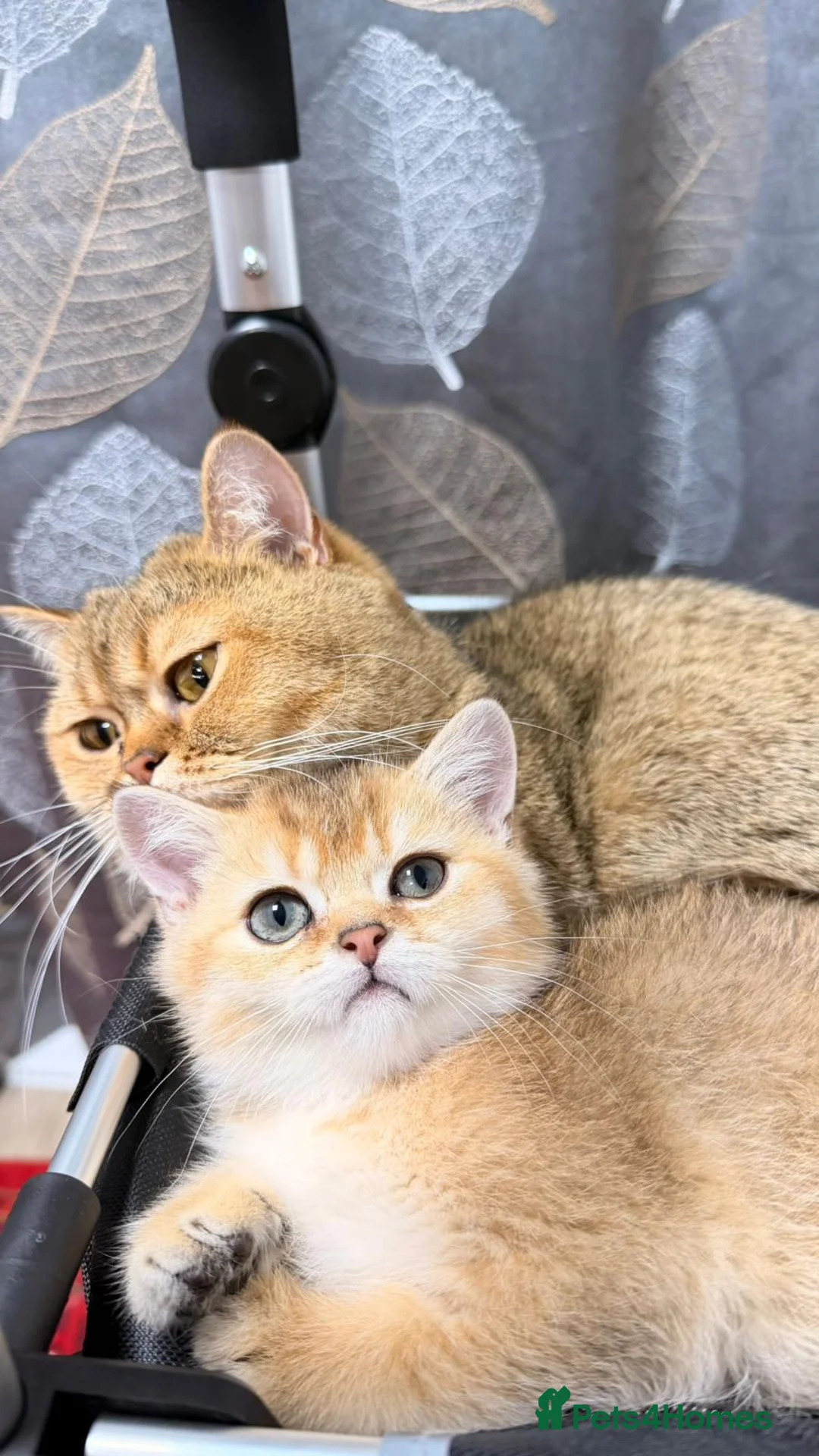 British Shorthair cats for sale: 3 male one female - Advert 2