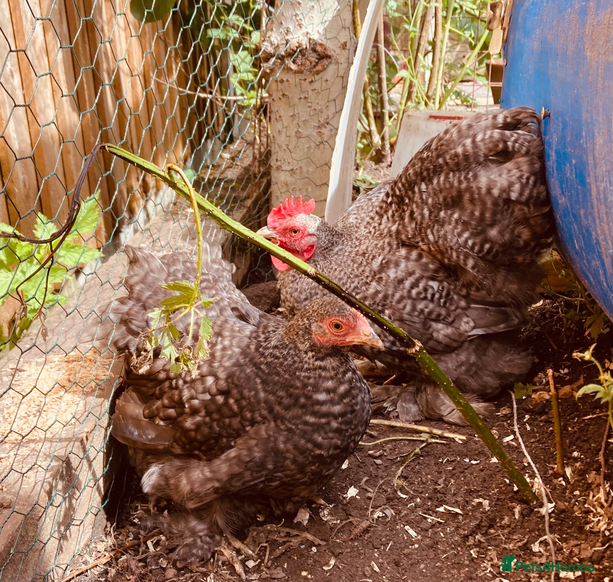 Chickens poultry for sale: Six pekins (mixed colours and ages) in Tipton - Advert 1