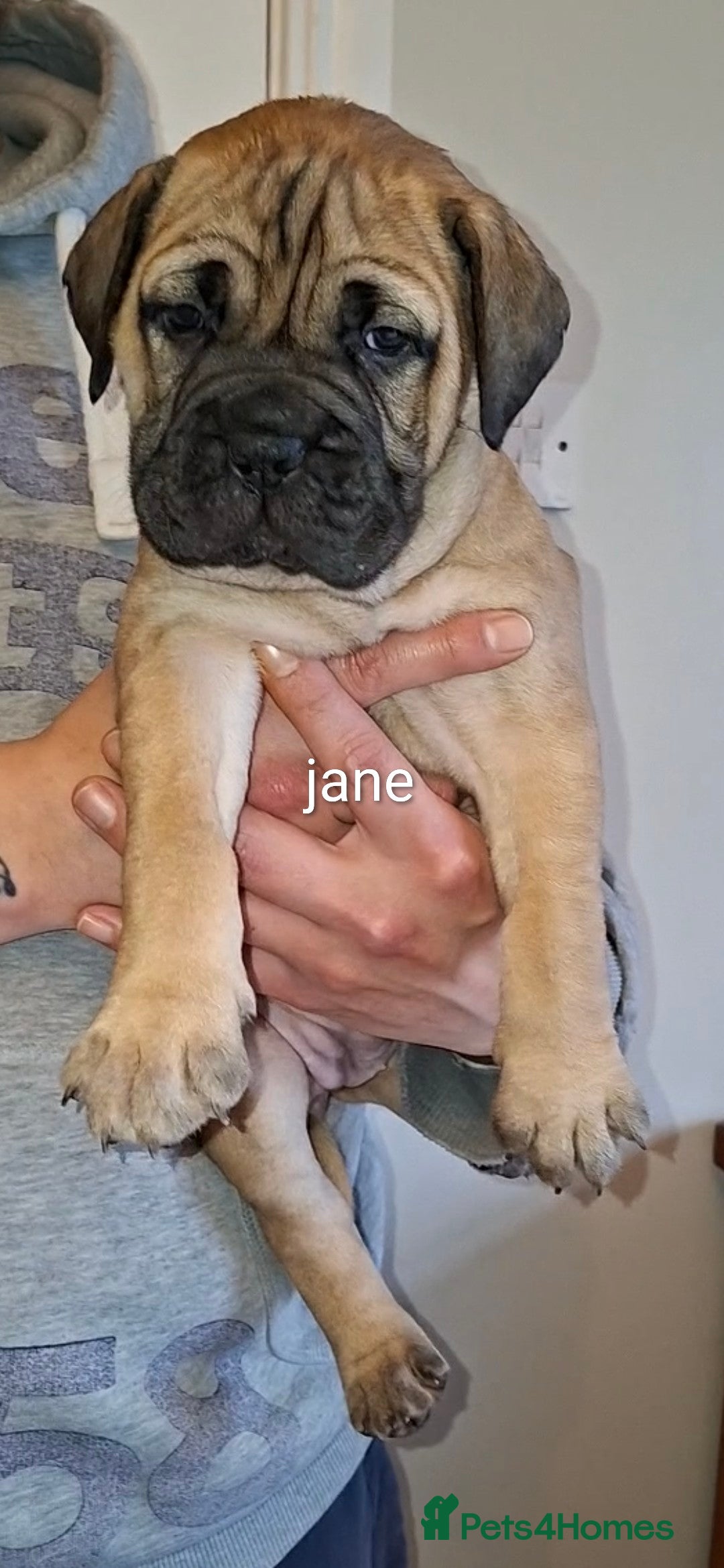 Bullmastiff dogs Exceptional litter of bullmastiffs  - Advert 6