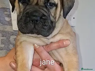 Bullmastiff dogs Exceptional litter of bullmastiffs - Advert 6