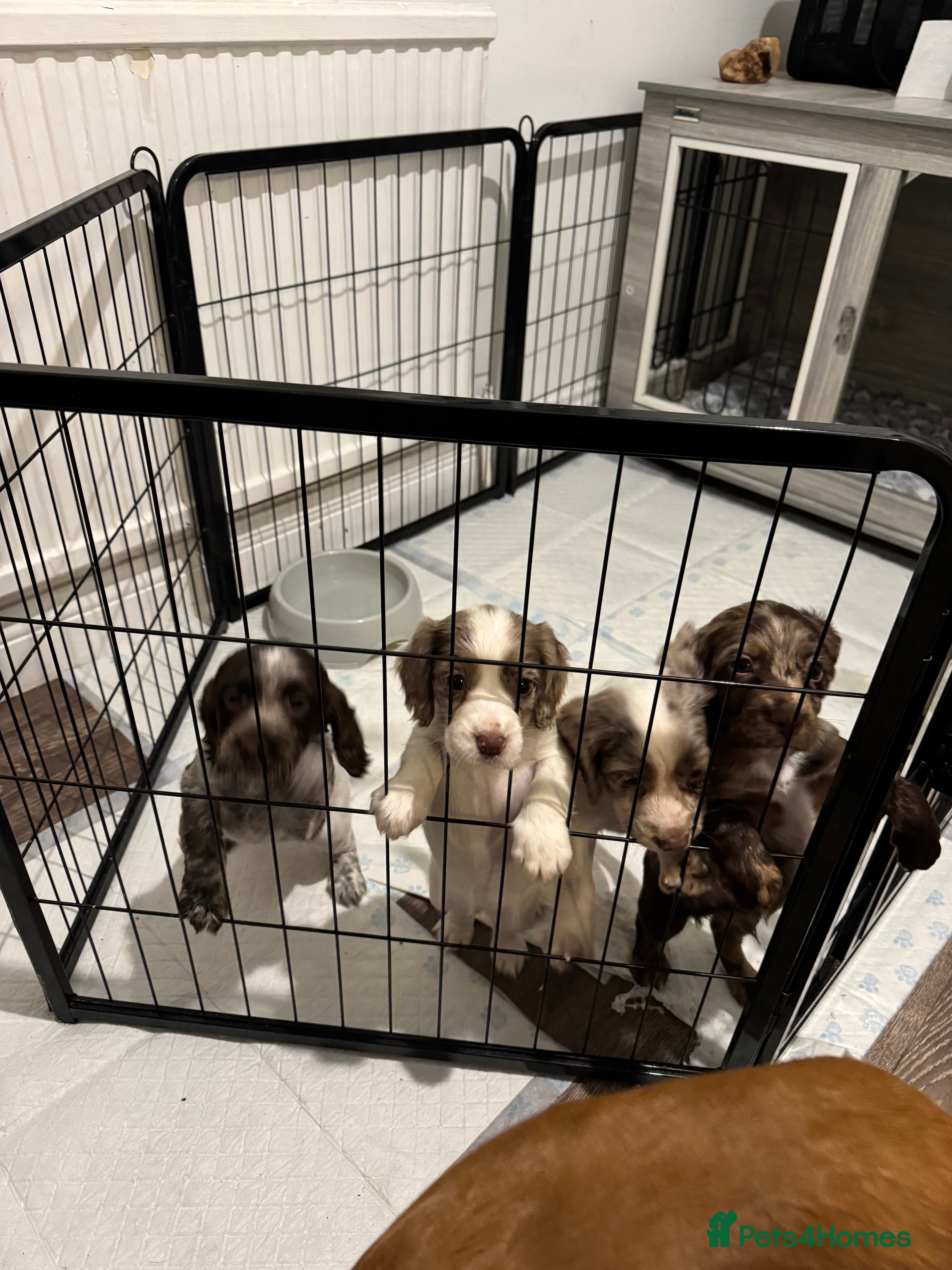 Cocker Spaniel dogs 4 Cocker Spaniel pups - unusual colours - Advert 7