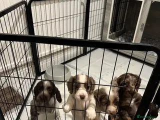 Cocker Spaniel dogs 4 Cocker Spaniel pups - unusual colours - Advert 5