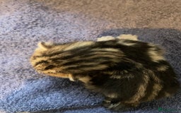 Bengal cats for sale: 9 BENGAL RAGDOLL X KITTENS - Image 32