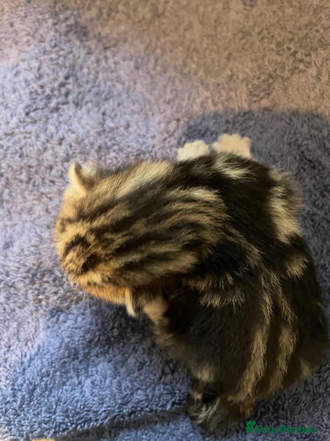 Bengal cats for sale: 9 BENGAL RAGDOLL X KITTENS - Image 32