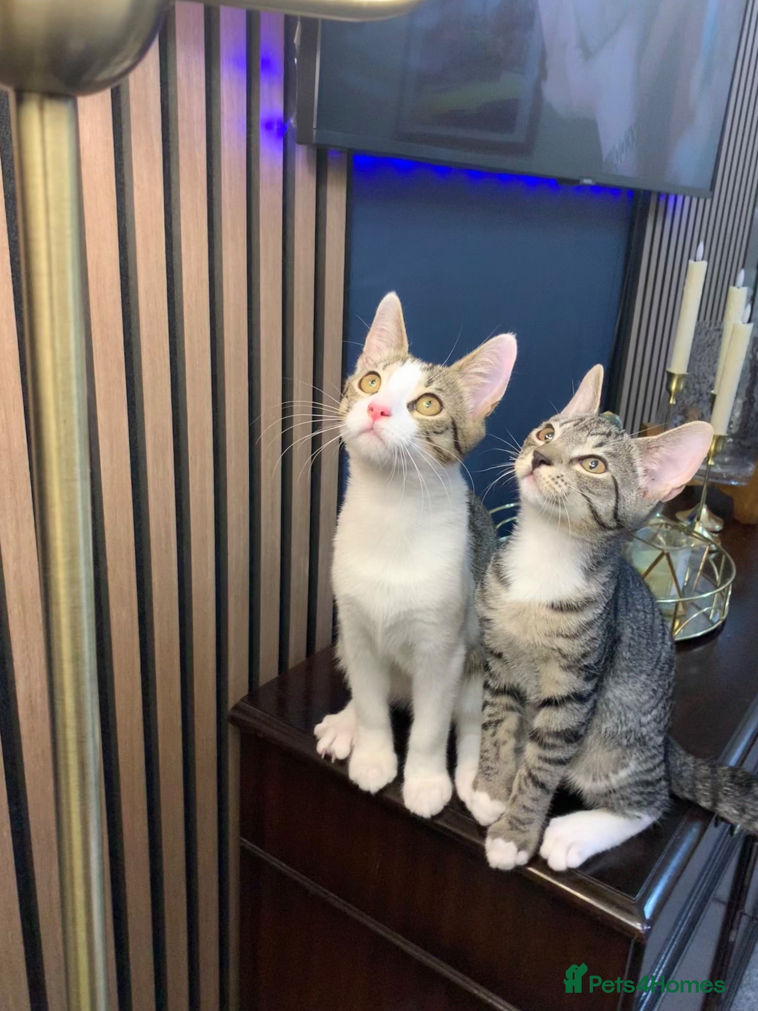 Domestic Shorthair cats Kitten for sale  - Advert 16