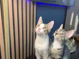Domestic Shorthair cats Kitten for sale - Advert 16
