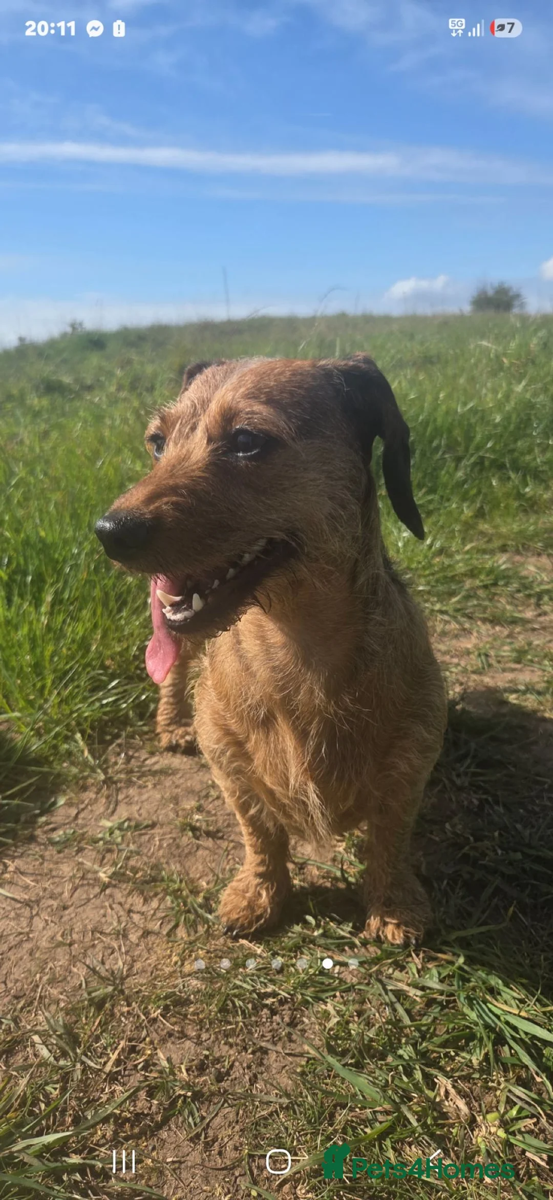 Mixed Breed dogs for sale: Shweenie puppies in Redcar - Advert 2