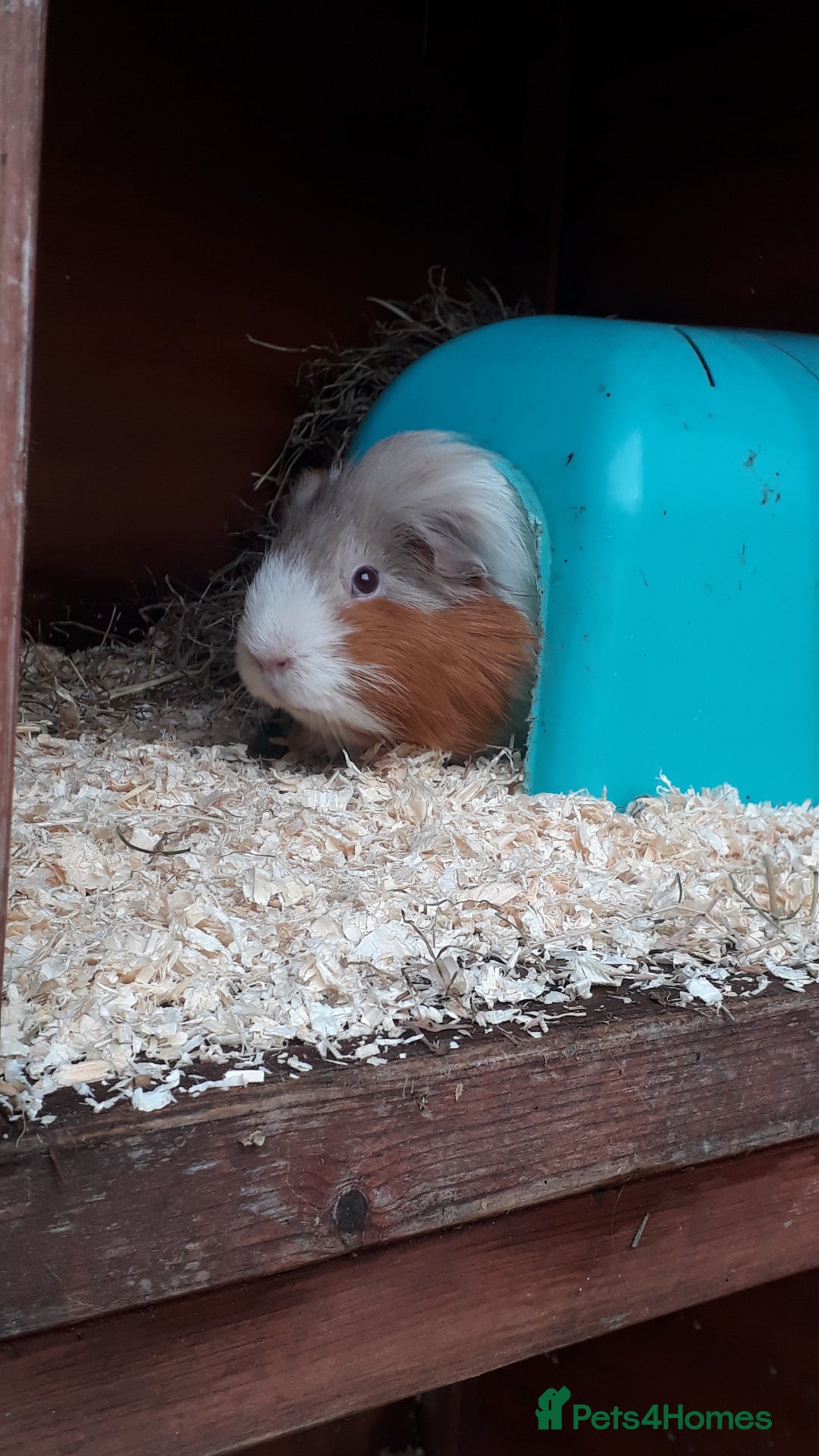 Guinea Pig rodents for sale: 2 female guinea pigs, large hutch and accessories - Advert 12
