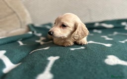 Miniature Dachshund dogs for sale: ***long haired mini dachshunds **** - Image 23