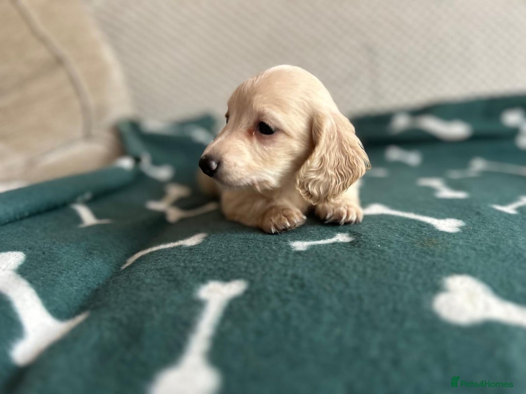 Miniature Dachshund dogs for sale: ***long haired mini dachshunds **** - Image 23