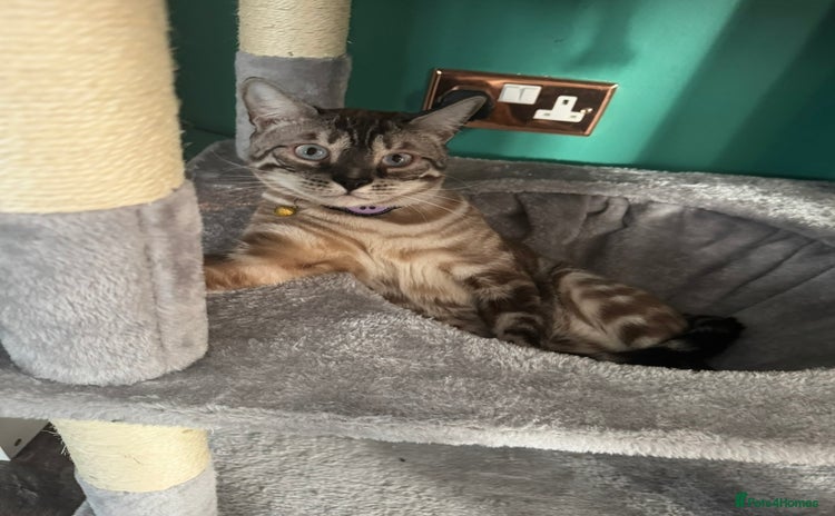 Bengal cats - Advert 15