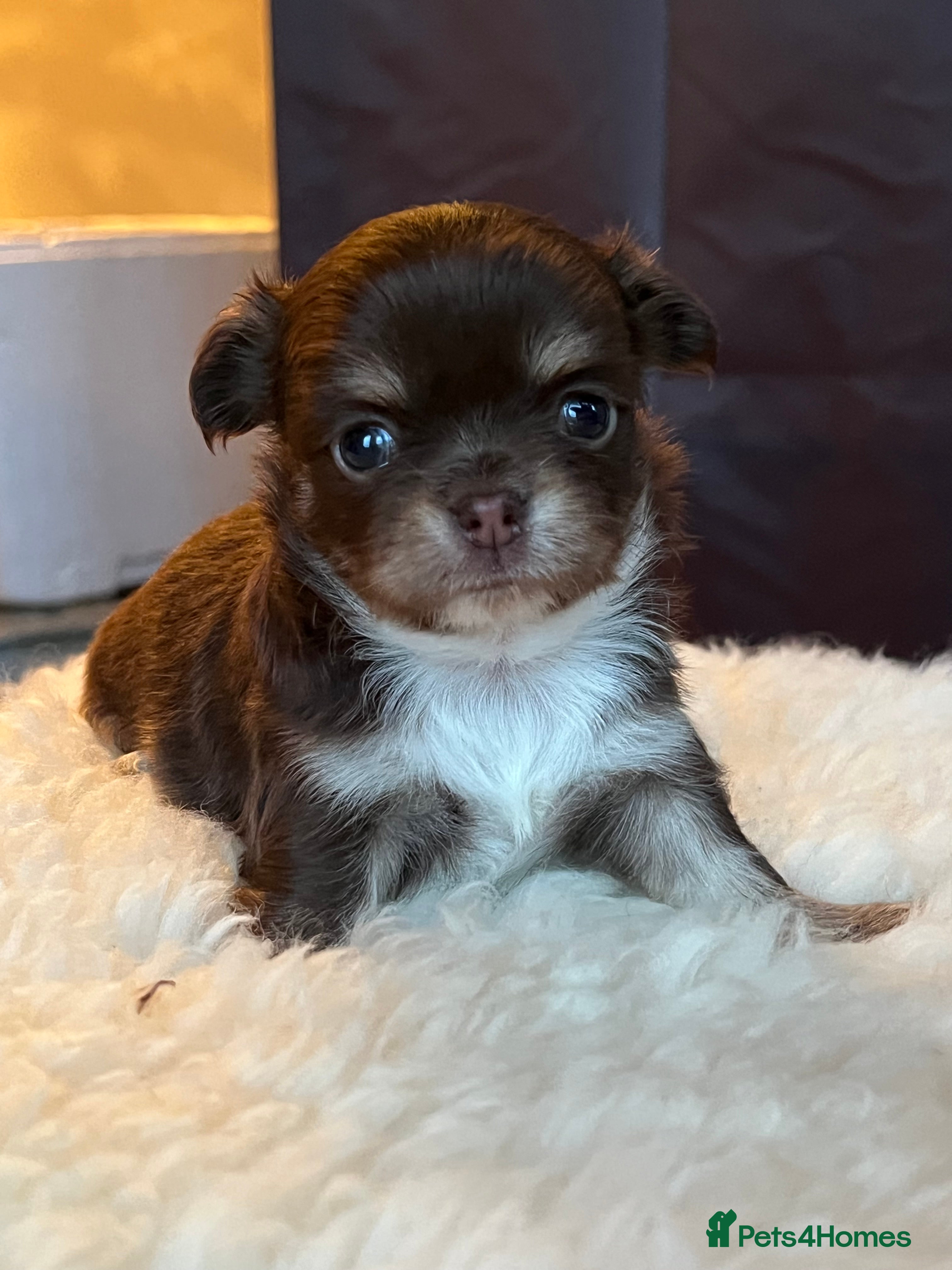 Chihuahua dogs Stunning top quality long haired Chihuahuas - Advert 1