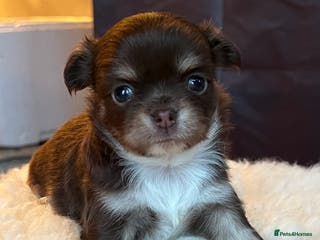 Chihuahua dogs Stunning top quality long haired Chihuahuas - Advert 17