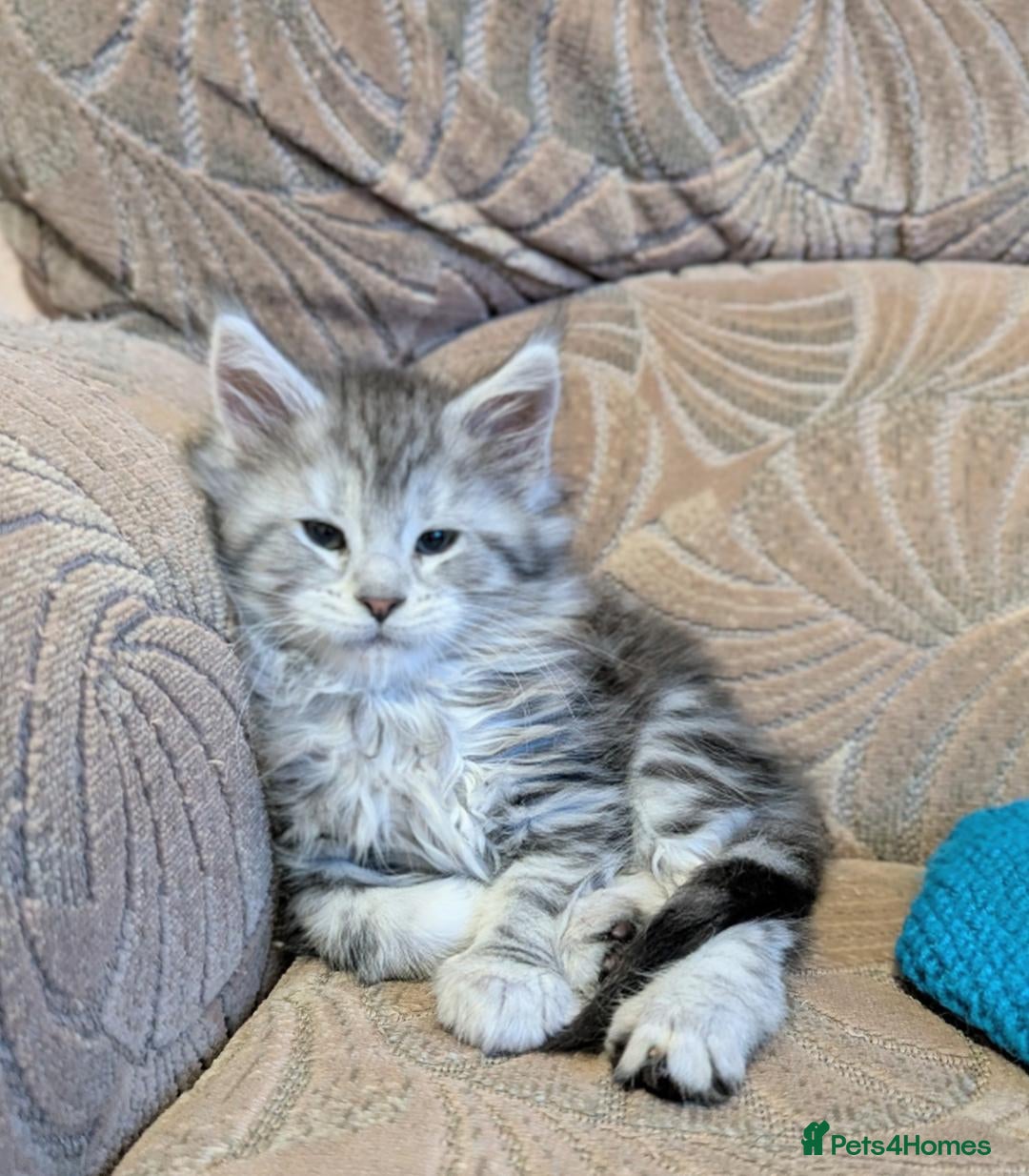 Maine Coon cats for sale: 🎄3 Purebred Maine Coon Girls – Ready 23 Dec 🎄 - Advert 2