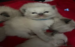 Ragdoll cats for sale: ✨Ragdoll Kittens Available – European Lines ✨ - Image 12
