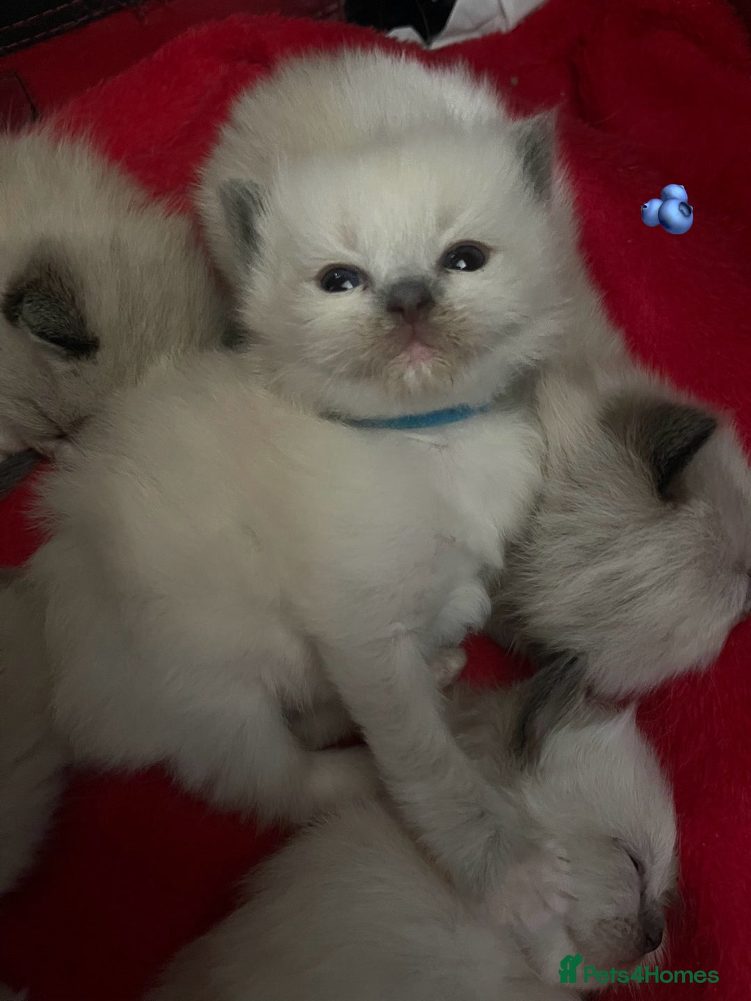 Ragdoll cats for sale: ✨Ragdoll Kittens Available – European Lines ✨ - Image 12