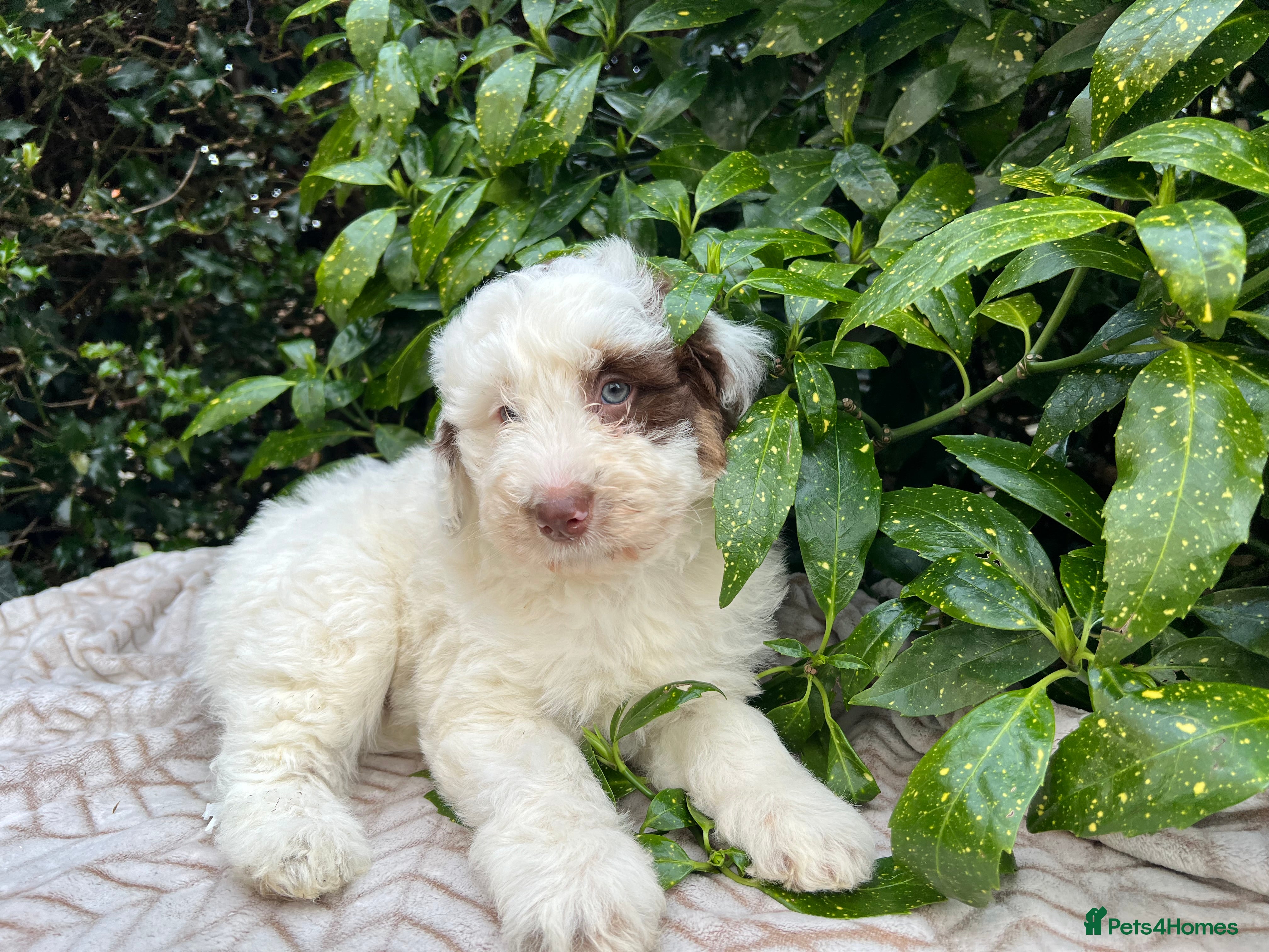 Bordoodle dogs F1 extensive genetic testing/full refund guarantee - Advert 6